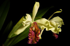 [Colombia] Cattleya dowiana var. aurea 'Maestranza' (Linden) B.S.Williams & T.Moore, Orchid Album 2: t. 84 (1883)