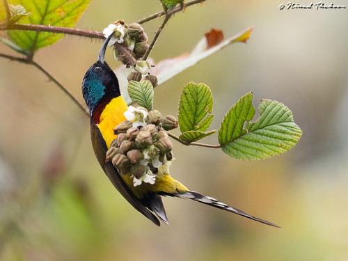 Green-tailed Sunbird (Lifer) • <a style="font-size:0.8em;" href="http://www.flickr.com/photos/59465790@N04/48487196086/" target="_blank">View on Flickr</a>