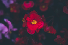 221/365 - Little Red Flower
