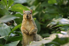 59/366/4076 (August 9, 2019) - Fox Squirrels on a Beautiful Summer Day at the University of Michigan - August 9th, 2019