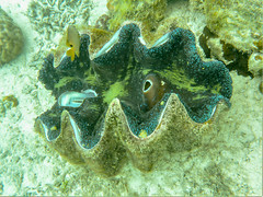 Tridacna gigas (Southern Giant Clam)