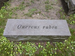 Anglų lietuvių žodynas. Žodis quercus rubra reiškia <li>quercus rubra</li> lietuviškai.