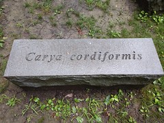 Anglų lietuvių žodynas. Žodis carya cordiformis reiškia <li>Carya cordiformis</li> lietuviškai.