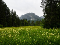 Bavarian Meadow