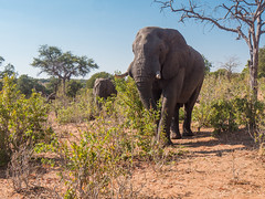 Chobe NP Elephants
