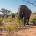 Chobe NP Elephants