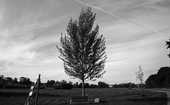 Lonely tree (III)