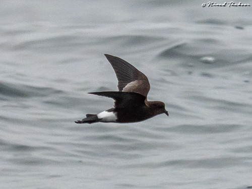 Wilson's Storm-petrel (Lifer) • <a style="font-size:0.8em;" href="http://www.flickr.com/photos/59465790@N04/48565426711/" target="_blank">View on Flickr</a>