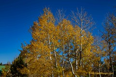 Fall in Colorado, Teller County