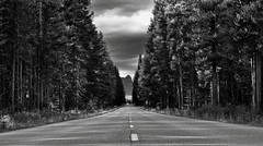 A Long Road Ahead with Lodgepole Forest All Around (Black & White, Banff National Park)