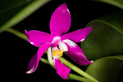 [Philippines] Phalaenopsis pulchra ‘Oscar' (Rchb.f.) H.R.Sweet, Amer. Orchid Soc. Bull. 37: 1102 (1968)