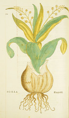 Anglų lietuvių žodynas. Žodis flowering onion reiškia žydėjimo svogūnai lietuviškai.