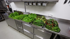 Salate, Gemüse und Gewürze "made in Antarctica"