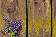 Barn Wall at Flower Stand 4867 A