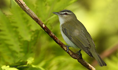 Viréo aux yeux rouges \ Red-eyed Vireo