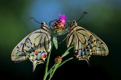 Swallowtails together