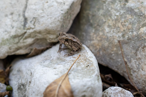 Tiny Frog - West Bouldin Creek Greenbelt