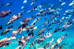 Surin and Similan archipelago, yacht cruise and underwater photos