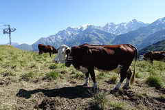 Abondance cattle @ Hike to Col de la Fenêtre & Lacs Jovet