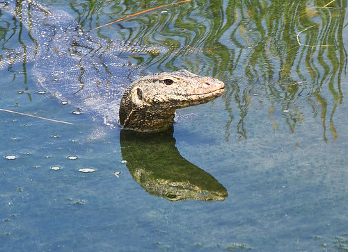 asian water monitor - a photo on Flickriver