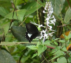 Papilio a. ambrax