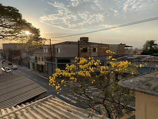 The (my baby) Yellow Trumpet Tree, São Caetano do Sul, SP,  Brazil.