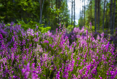 Forest of heather