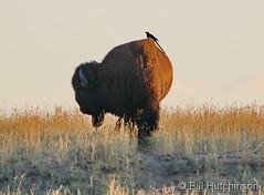 September 1, 2019 - A big bison and a little friend. (Bill Hutchinson)