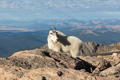 September 1, 2019 - A mountain boat billy poses at high altitude. (Tony's Takes)