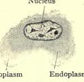 This image is taken from Normal histology, with special reference to the structure of the human body