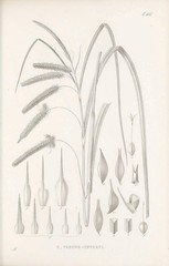 Anglų lietuvių žodynas. Žodis carex pseudocyperus reiškia \&#34;Carex pseudocyperus\ lietuviškai.