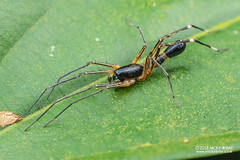 Ant-like sac spider (Corinnomma sp.) - DSC_7679