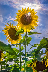 Sunflower Superstar