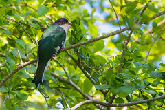 Tocororo - Cuban National Bird