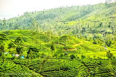 Tea plantation, Kandy, Sri Lanka