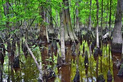 Nature Wants to Invite You Back to the Family! (Congaree National Park)