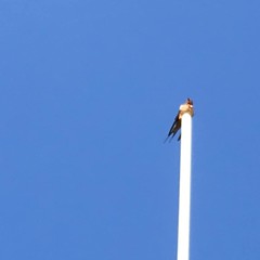 September 9, 2019 - Bird on a pole. (LE Worley)