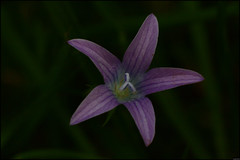 Fleur Violette - 255/365