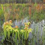 Sarracenia minor and Sarracenia flava, Francis Marion National Forest, Berkeley County, South Carolina