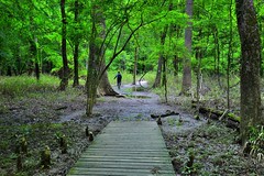 Nature Has Been Waiting for You to Come Visit! (Congaree National Park)