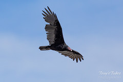 September 14, 2019 - A turkey vulture looks for a meal. (Tony's Takes)