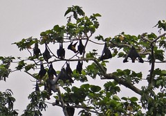 Greater Flying Fox (Pteropus vampyrus) on the Elevala River