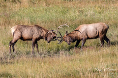 September 15, 2019 - Elk bulls battle in the high country. (Tony's Takes)