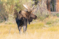 September 15, 2019 - A massive bull moose keeping watch. (Tony's Takes)