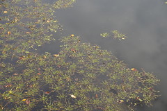 Anglų lietuvių žodynas. Žodis waterweed reiškia n vandens augalas lietuviškai.