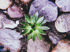 Find beauty everyday 🌿 #succulent #naturephotography