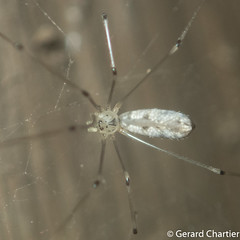 Cellar Spider (Pholcidae)