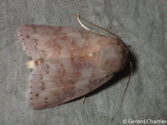 Unknown Lepidoptera