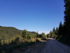 Drumul forestier Bâsca Mare