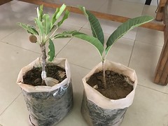 Shea tree propagation and improvement